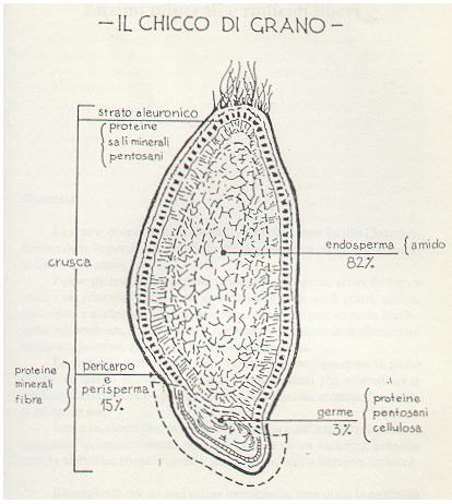 La figura riporta la suddivisione della cariosside nelle sue diverse parti 	(De Magistris, 1989)
