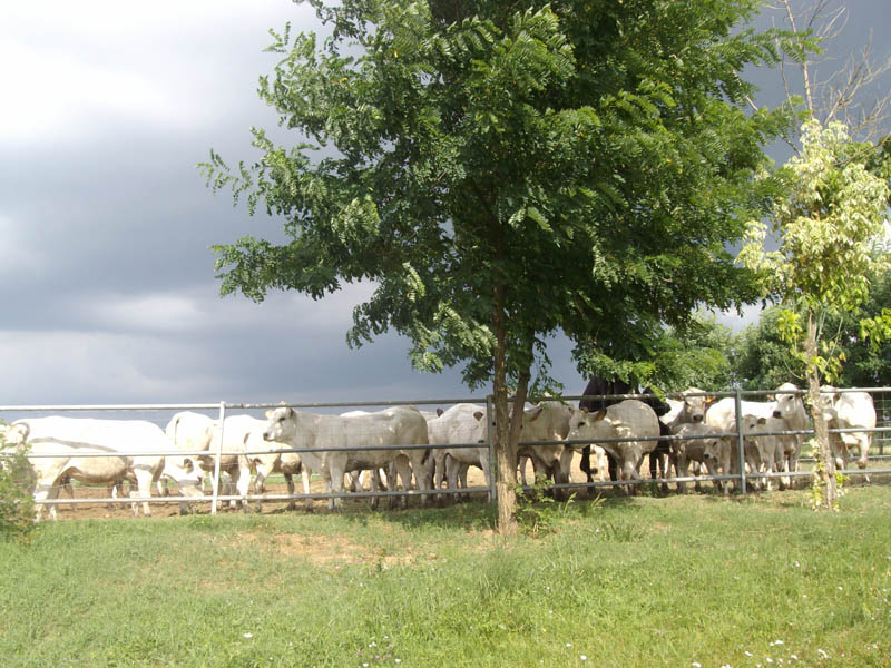 Le mucche della fattoria