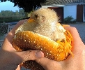 img/t_hamburger_di_pollo.jpg