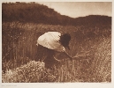 wheat.jpg